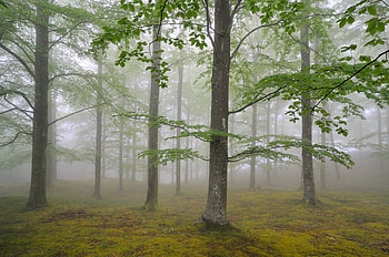 Nature, Trees, Forest, Fog, Spring, May HD wallpaper