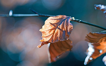 Autumn, Leaves, Macro, Glare, Branch, Dry HD wallpaper