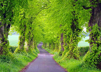 Green Trees, trees, beautiful, , green HD wallpaper