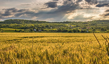 A scenic view of a wheat field under a cloudy sky in a rural landscape. HD wallpaper