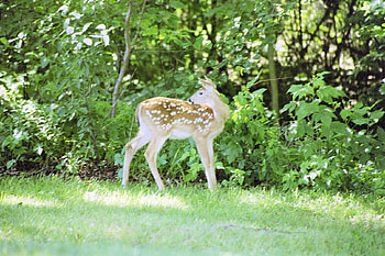 Spring Fawn, baby animals, nature, deer, animals HD wallpaper