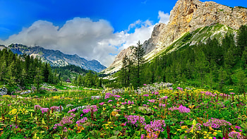 Mountain Wildflowers, meadow, flowers, blossoms, clouds, trees, sky HD wallpaper
