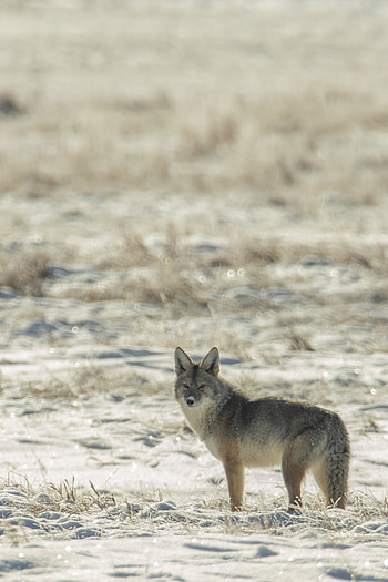 Fond d'cran gratuit, French background, European wildlife, Cultural connection HD phone wallpaper