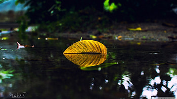 Yellow leaf on water, graphy, fall, , leaves, reflection, abstract, close-up, autumn, nature, leaf, , water, macro HD wallpaper