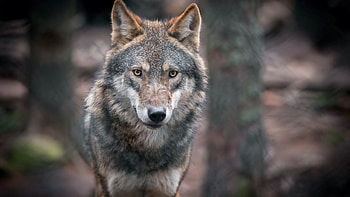 Timber wolf, wildlife, wolves, animals, wild animals, , wolf, wild HD wallpaper