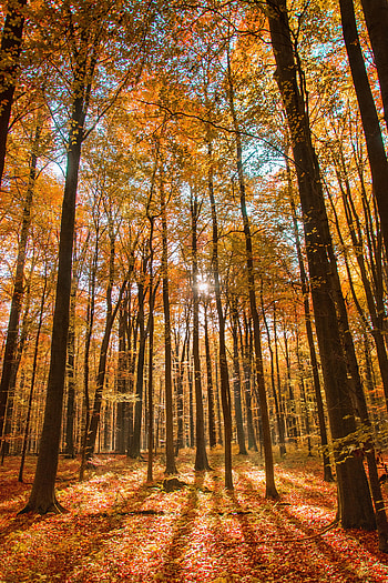 Nature, Autumn, Forest HD phone wallpaper