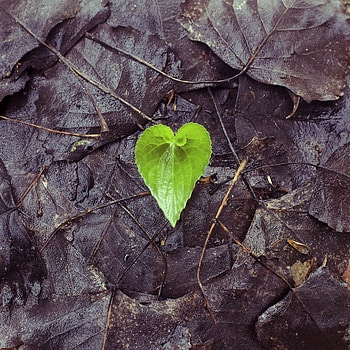 Autumn, Love, Wet, Sheet, Leaf, Heart, Humid, Fallen HD phone wallpaper