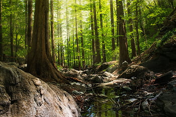 Serene forest scene with tall trees and a peaceful stream flowing through rocks. HD wallpaper