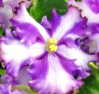 Lyons Fortune Teller, lyons, fortune teller, violet, flower HD wallpaper