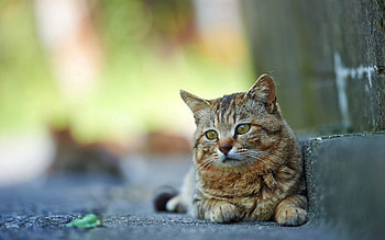 Animals, Cat, To Lie Down, Lie, Striped, Street HD wallpaper