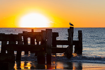 Nature, Sunset, Sea, Horizon, Gull, Seagull, Surf HD wallpaper