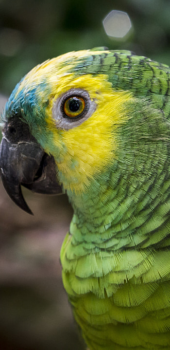 Parrot, Animal, Mobile, Abyss HD phone wallpaper
