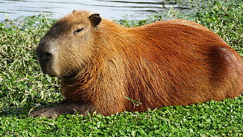 Capybara , Ryan walker, Adorable animals, Zoological art HD wallpaper