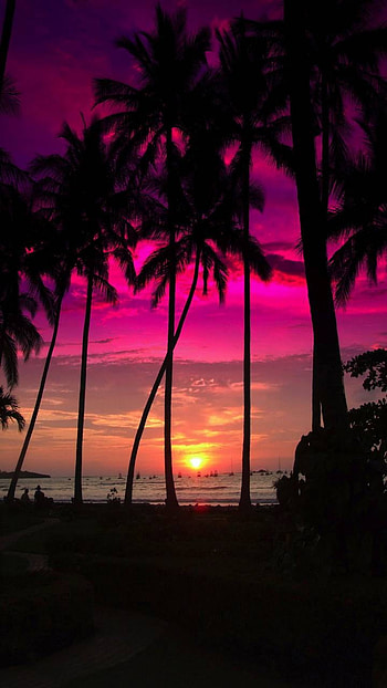 Tropical Sunset, palm tree, tropical, sky, earth, nature, sunset HD phone wallpaper