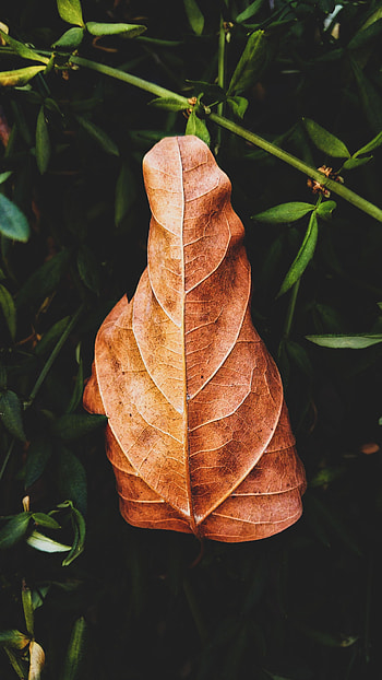 Nature, Grass, Plant, Macro, Sheet, Leaf HD phone wallpaper