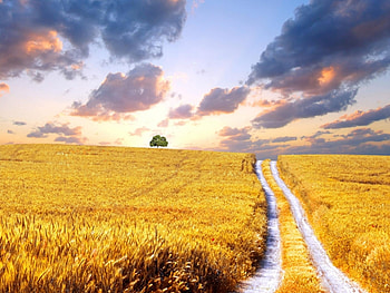 Landscape, Fields, Roads HD wallpaper