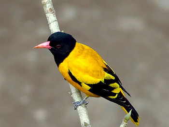 Yellow Bird, beautiful, bird, , yellow HD wallpaper