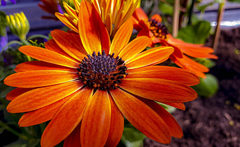 Blossom, orange flower, close up HD wallpaper