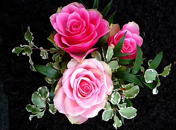 Flowers, Roses, Greens, Black Background, Composition, Three HD wallpaper