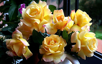 Plants, Flowers, Roses HD wallpaper