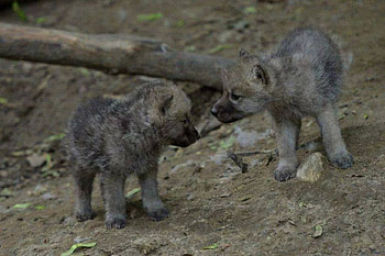 Two wolfcubs, in, woods, wild, meet HD wallpaper