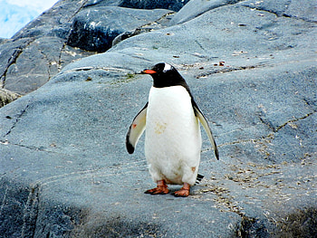 Animals, Stones, Bird, Penguin HD wallpaper