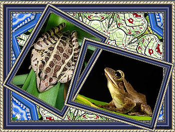 TWO FROGS, FROG, FRAMED, , TWO HD wallpaper