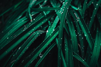 Vibrant green grass leaves with dewdrops, creating a refreshing and natural texture. HD wallpaper