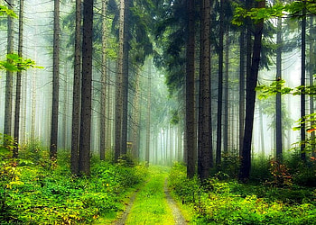 Long Trees, cool HD wallpaper