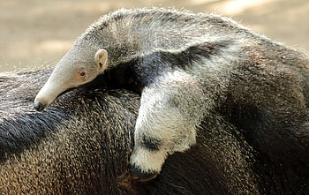 Anteater ideas, Giant anteater, Wild animals, Animals HD wallpaper