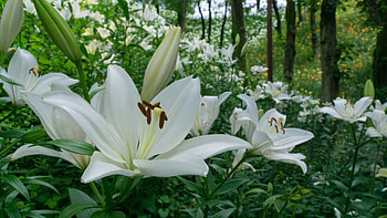 Kasui Lily Garden, Fukuroi City, Japan, trees, flowers, petals, blossoms, park HD wallpaper