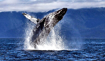 Humpback Whale 1, whale, sea, graphy, landscape, scenery, wide screen, wildlife, nature, , ocean HD wallpaper