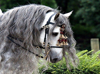 OLE GREY MARE, grey horse, horses, horse, wild animals, pets, beautiful animals, long mane HD wallpaper