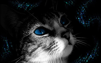 Animals, Cat, Muzzle, Bw, Chb, Blue Eyed, Blue-Eyed HD wallpaper