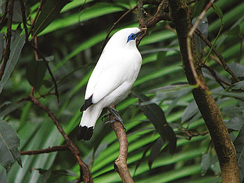White Bird, white, beautiful, bird HD wallpaper