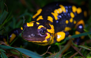 Yellow salamander graphy, Nature's reptile beauties, Wildlife's astonishing colors, Frog's eye view HD wallpaper