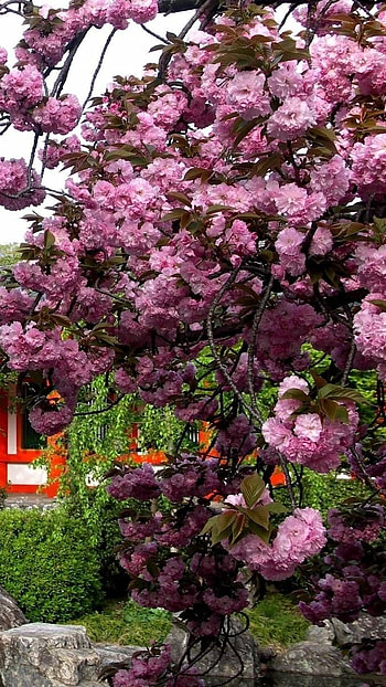 Cherry blossom house, nature, japan HD phone wallpaper