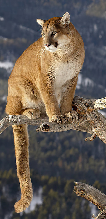 Cougar, Exquisite art, , Samsung Galaxy backgrounds HD phone wallpaper