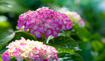Bright pink hydrangea, Flowers, Hydrangea, Summer, Pink HD wallpaper