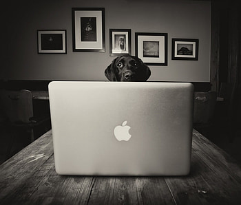 I'M THE BOSS, dog, graphy, animals, bw, apple, funny, office, ipod HD wallpaper