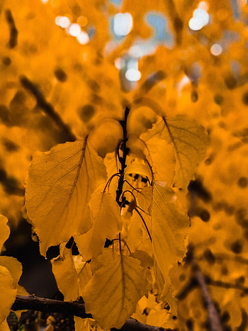 Sonbahar, doğa, yağmur, full , , altın, gold, apple, yaprak, samsung, , bahçe, , bokeh, 11, Ultra , , çimen, 13, 12 HD phone wallpaper