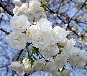 The Wonder of White, blue, white, beautiful, tree, pretty, flower, branches, sky, blossom HD wallpaper