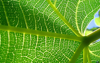 Leaf, green HD wallpaper