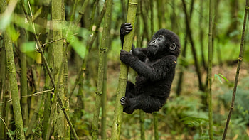 Cute gorilla, Adorable expression, , Impressive background HD wallpaper