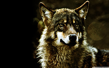 Beautiful Wolf, animal, dog, white, brown, wolves, dogs, beautiful, wolf HD wallpaper