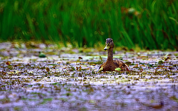 Animals, Grass, Beak, Duck, To Swim, Swim HD wallpaper
