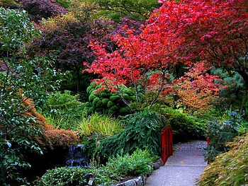Walk to the nature, garden, forest HD wallpaper