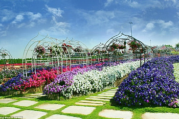 DUBAI FLOWER GARDEN, PRETTY, FLOWERS, NATURE, GARDEN HD wallpaper