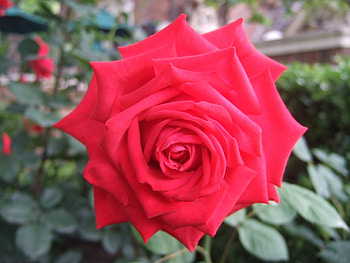 Red Beauty, closeup, rose, petals, flower, red, nature HD wallpaper