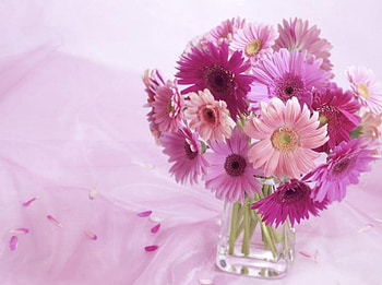 SWEET PURPLES, posies, mauve, daisies, purple, still life, gerberas, bouquets, lavender, glass, flowers HD wallpaper